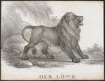 lion (Panthera leo)