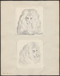 lion (Panthera leo)