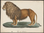 lion (Panthera leo)