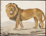 lion (Panthera leo)