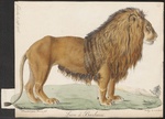 lion (Panthera leo)