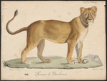 lion (Panthera leo)