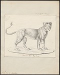 lion (Panthera leo)