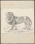 lion (Panthera leo)