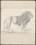 lion (Panthera leo)