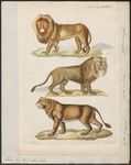 lion (Panthera leo)