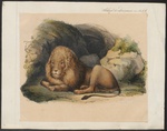 lion (Panthera leo)