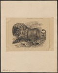 lion (Panthera leo)