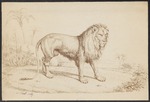 lion (Panthera leo)