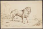 lion (Panthera leo)