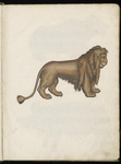 lion (Panthera leo)