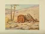 lion (Panthera leo)