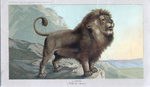 lion (Panthera leo)