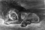 lion (Panthera leo)