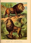 lion (Panthera leo): African lion (Panthera leo ssp.), Asiatic lion (Panthera leo persica)