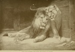 lion (Panthera leo)