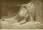 lion (Panthera leo)