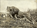 lion (Panthera leo)