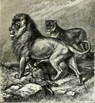 lion (Panthera leo)