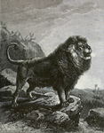 lion (Panthera leo)