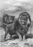 lion (Panthera leo)