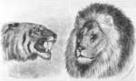 lion (Panthera leo)