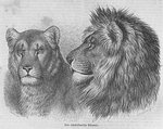 lion (Panthera leo)