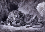 lion (Panthera leo)