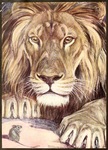 lion (Panthera leo)