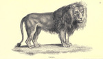 lion (Panthera leo)