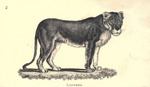 lion (Panthera leo)