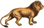 lion (Panthera leo)