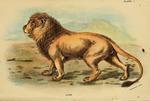 lion (Panthera leo)