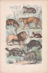 ...spotted hyena (Crocuta crocuta), striped hyena (Hyaena hyaena), red fox (Vulpes vulpes), grey wo