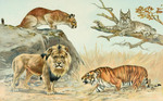 Cat Family - Felidae: cougar (Puma concolor), Canada lynx (Lynx canadensis), lion (Panthera leo)...