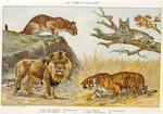 Cat Family - Felidae: cougar (Puma concolor), Canada lynx (Lynx canadensis), lion (Panthera leo)...