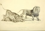 lion (Panthera leo)