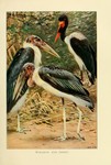 marabou stork (Leptoptilos crumenifer), saddle-billed stork (Ephippiorhynchus senegalensis)