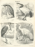 great bittern (Botaurus stellaris), African sacred ibis (Threskiornis aethiopicus), marabou stor...