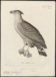 Chaco eagle, crowned solitary eagle (Buteogallus coronatus)