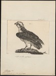 osprey, fish eagle (Pandion haliaetus)