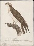 osprey, fish eagle (Pandion haliaetus)