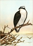 osprey, fish eagle (Pandion haliaetus)