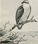 osprey, fish eagle (Pandion haliaetus)