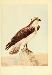 osprey, fish eagle (Pandion haliaetus)