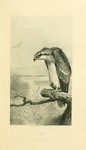 osprey, fish eagle (Pandion haliaetus)