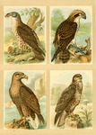 European honey buzzard (Pernis apivorus), white-tailed eagle (Haliaeetus albicilla), osprey (Pan...