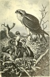 osprey, fish eagle (Pandion haliaetus)