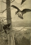 osprey, fish eagle (Pandion haliaetus) & fisher (Martes pennanti)