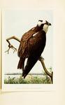 osprey, fish eagle (Pandion haliaetus)